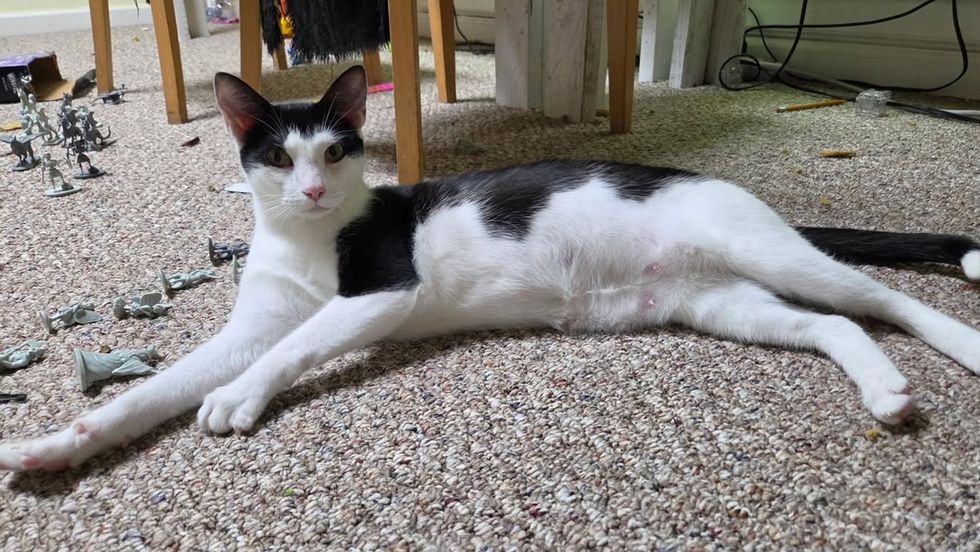 A black and white cat stretches out on carpet beside toys, looking at the camera.