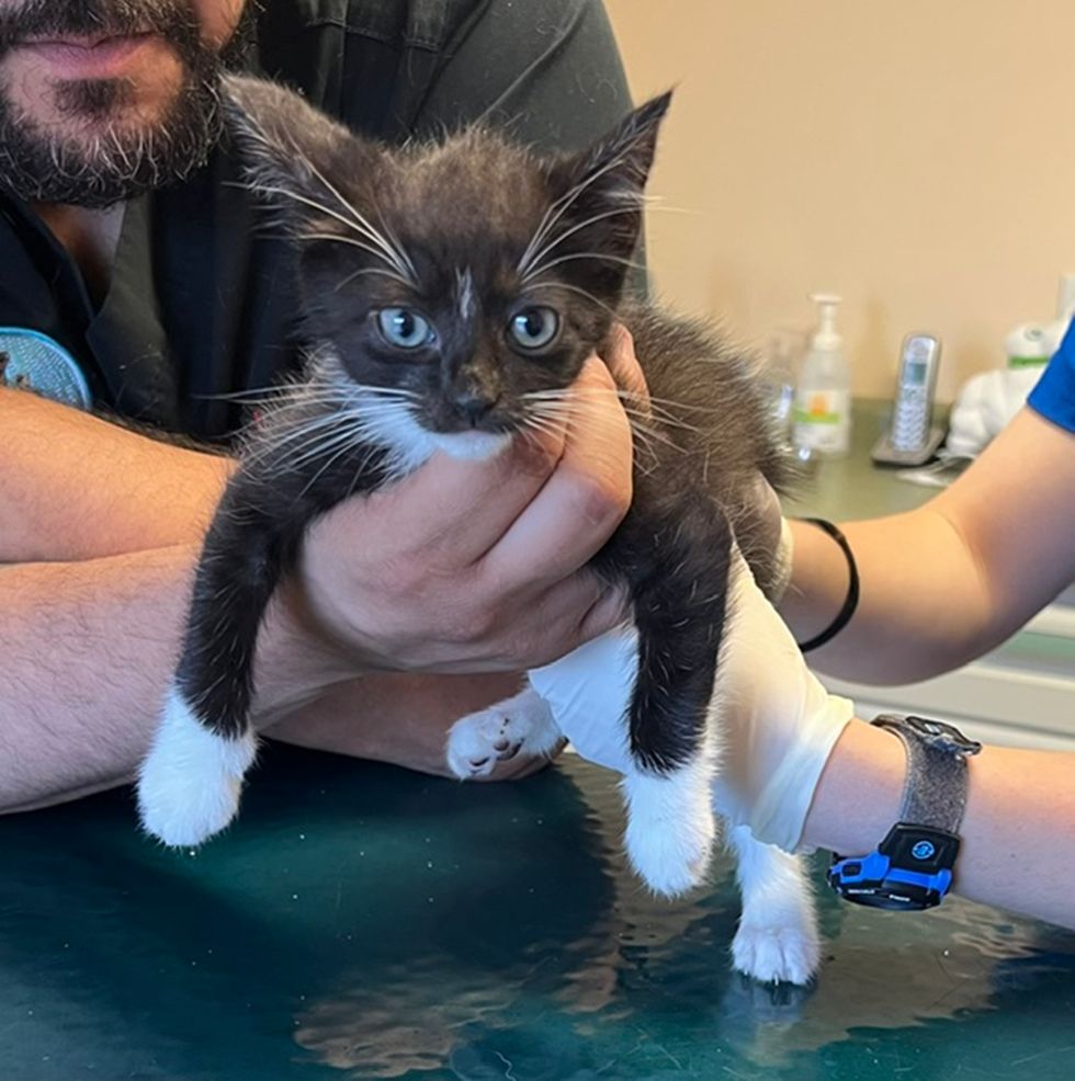 A black and white kitten being held on an exam table by a person in a T-shirt, with a vet tech's gloved hand nearby.