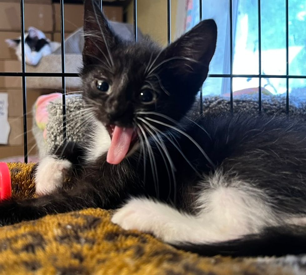 A black and white kitten lying on a yellow blanket, gripping a toy while letting tongue out. 