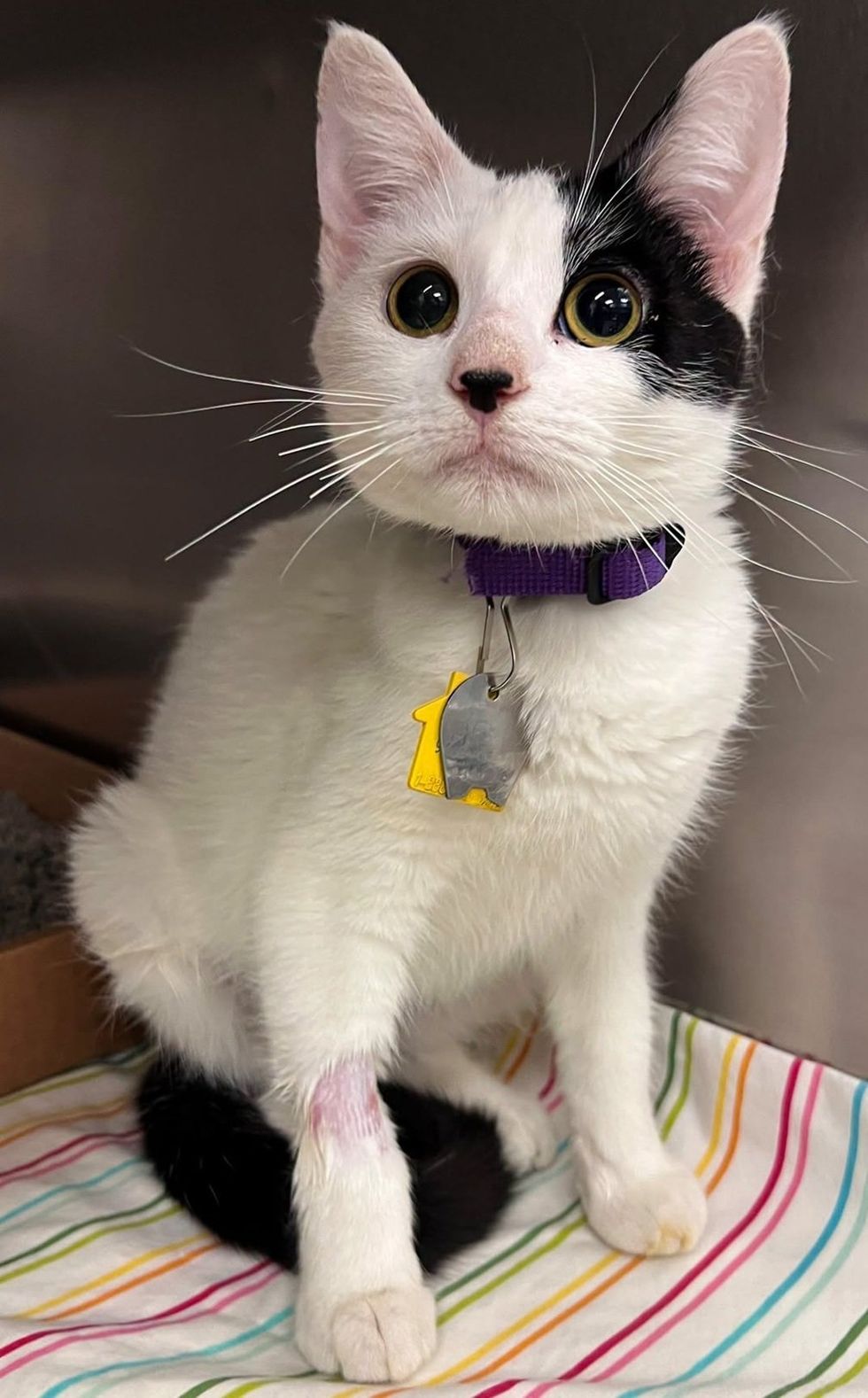 A black and white kitten with large round eyes and a purple collar sits upright on colorful striped bedding.