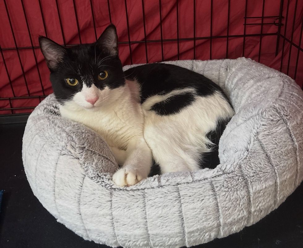 A black-and-white tuxedo cat curled up in a round grey bed, looking at the camera.