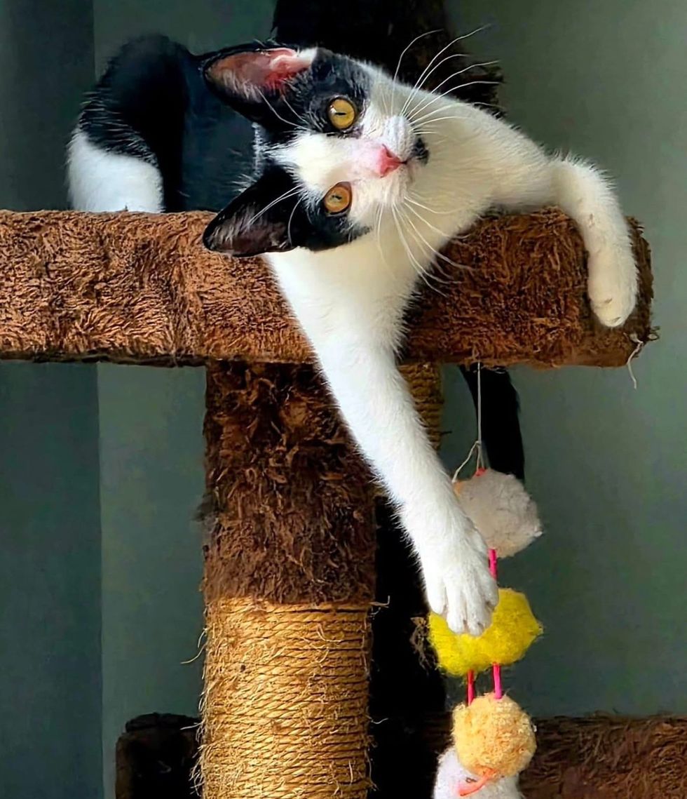 A black-and-white tuxedo cat perches on a cat tree, one paw on a hanging toy, looking at the camera.