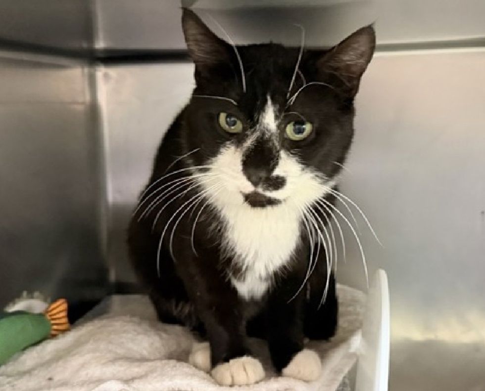 A black-and-white tuxedo cat sits upright in a kennel, whiskers fanned, looking at the camera.