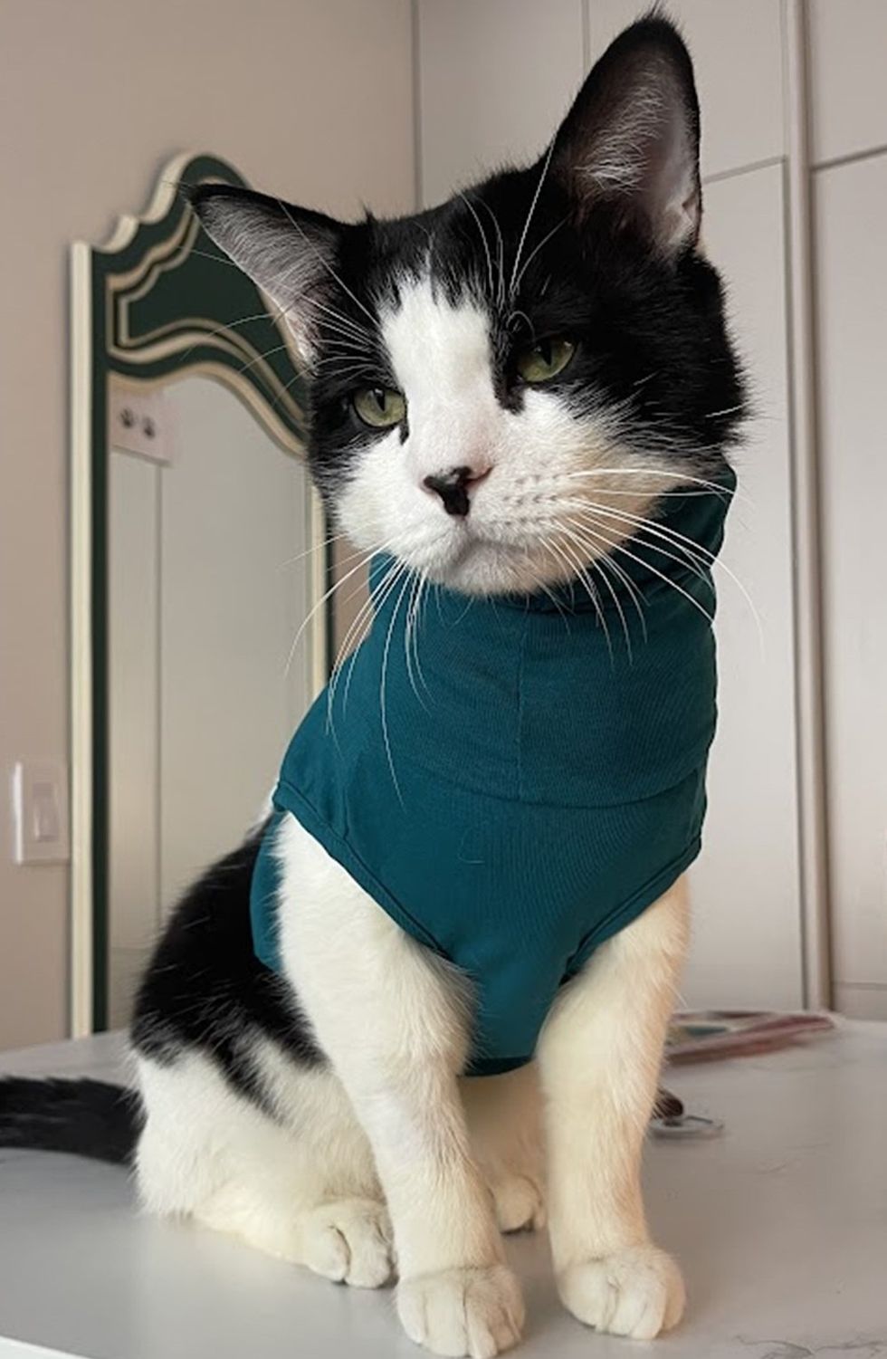 A black-and-white tuxedo cat sits upright wearing a teal turtleneck, whiskers fanned out, in front of a mirror.