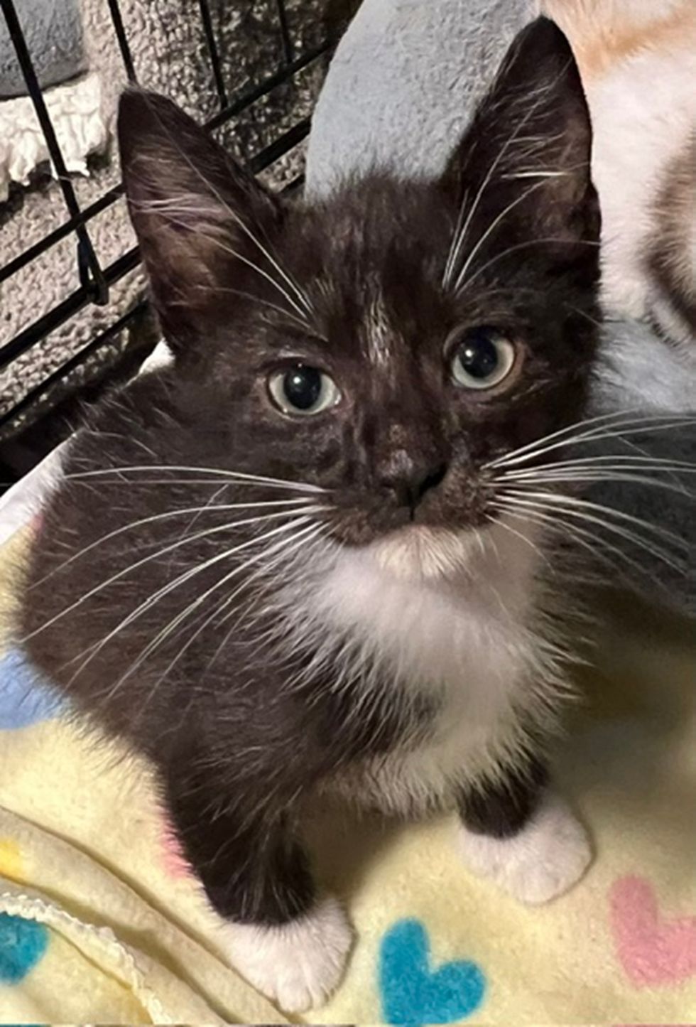 A black and white tuxedo kitten sitting upright on a yellow blanket, ears forward, looking at the camera.