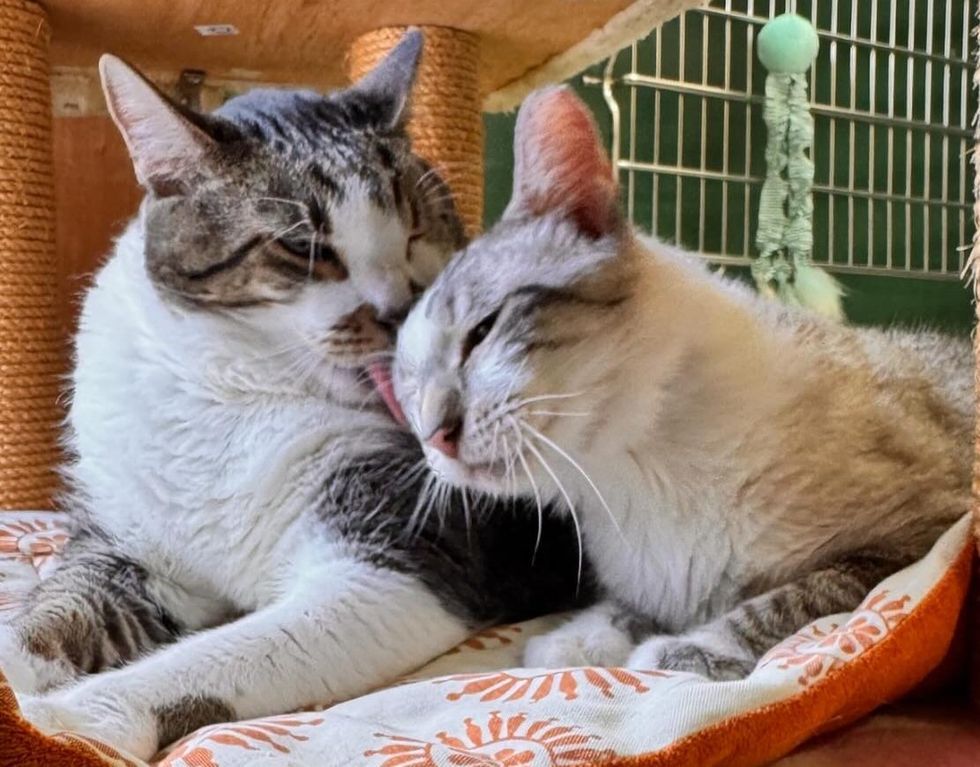 A brown tabby and white cat licks the cheek of a smaller blue-eyed cat resting against him.