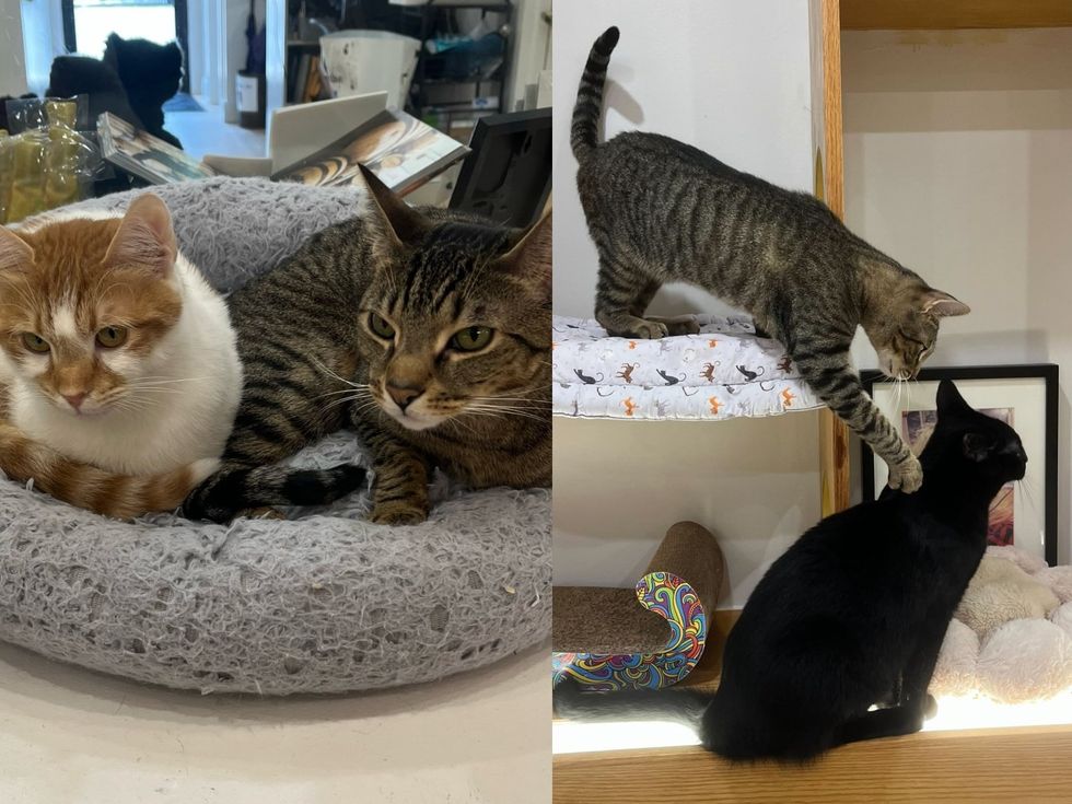 A brown tabby cat curls up in a bed beside an orange-and-white cat. (left) A brown tabby cat reaches a paw toward a black cat on a shelf. (right)