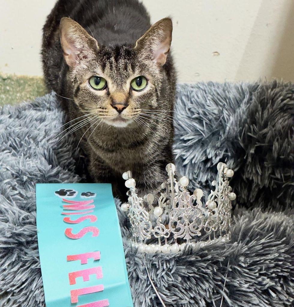 A brown tabby cat in a fuzzy bed beside a small crown and a Miss Feline sash.