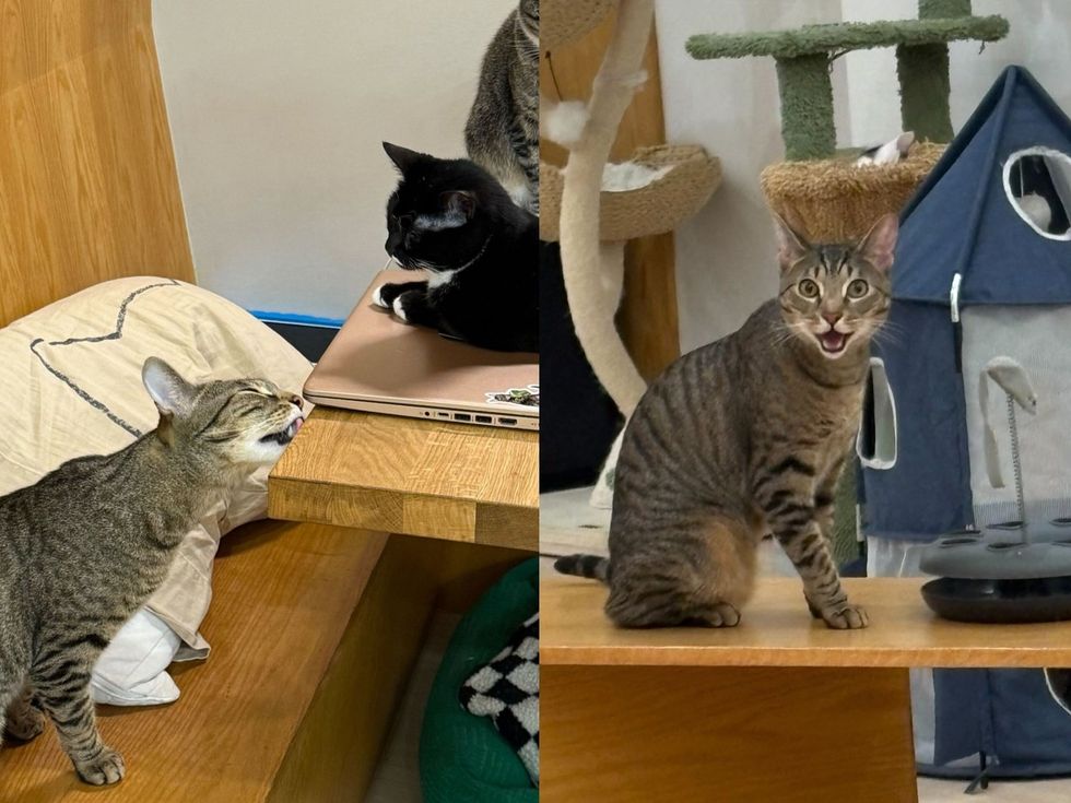 A brown tabby cat licks its nose beside a laptop where a black cat sits. (left): A brown tabby cat stands on a shelf with its mouth open mid-meow. (right)