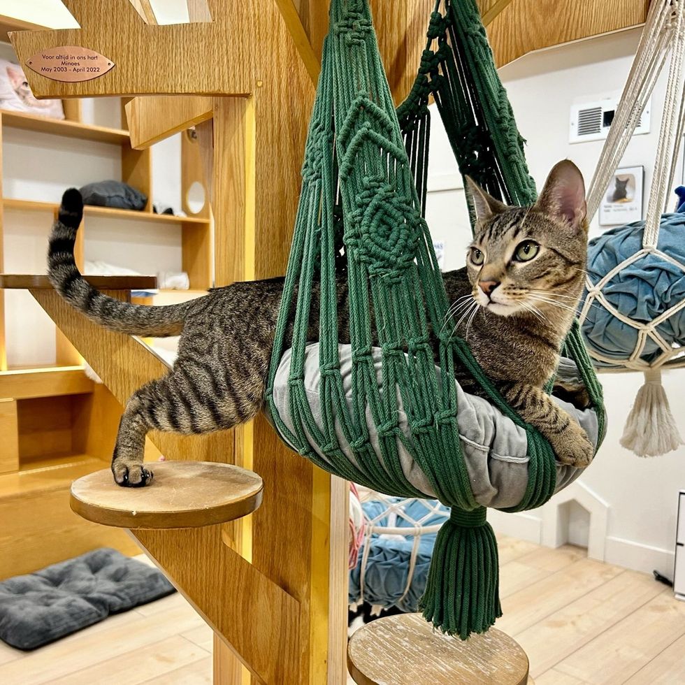 A brown tabby cat lounges in a green macram\u00e9 hammock at the cat caf\u00e9.