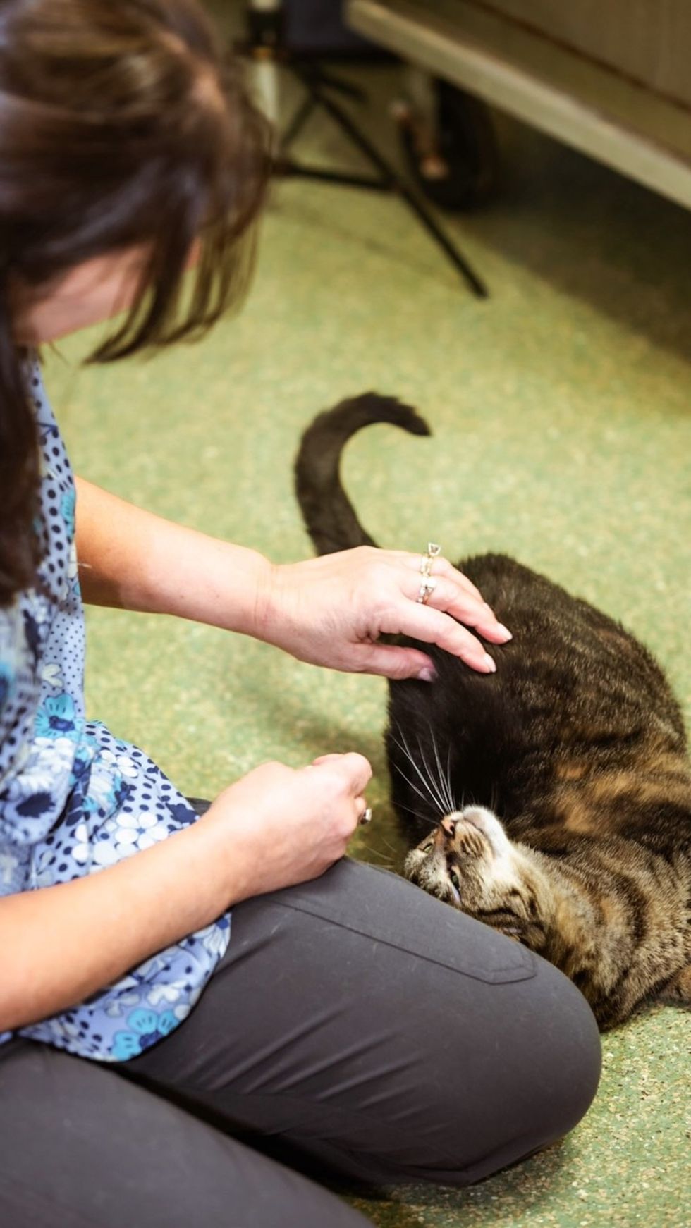 A brown tabby cat lying on the floor while a person reaches down to pet her.
