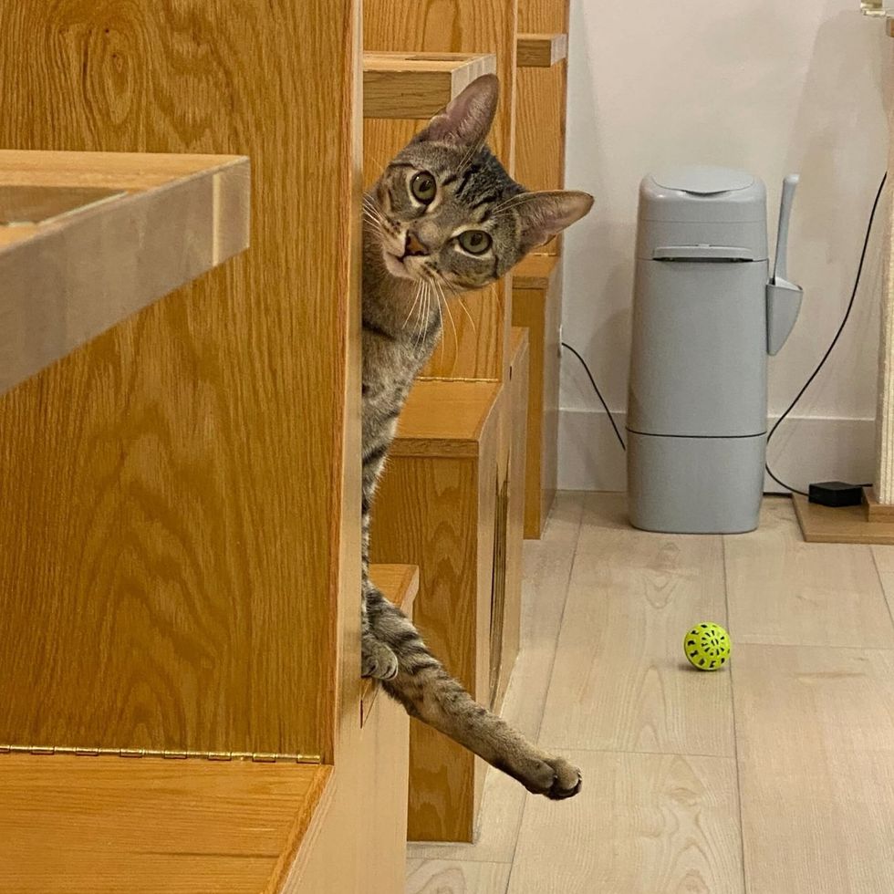 A brown tabby cat peeks around wooden shelving, reaching a paw toward a yellow ball.