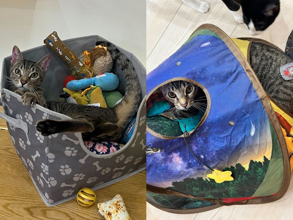 A brown tabby cat peeks out of a cat box surrounded by toys. (left) A brown tabby cat lies inside a collapsed blue play tunnel on the floor. (right)