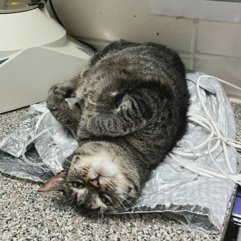 A brown tabby cat rolled onto her back on a counter, looking up at the camera.