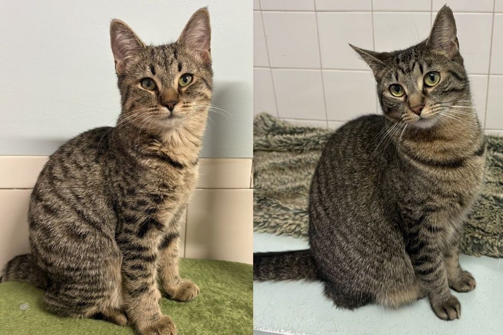 A brown tabby cat shown in two photos, sitting upright against a white wall and on a tiled ledge.