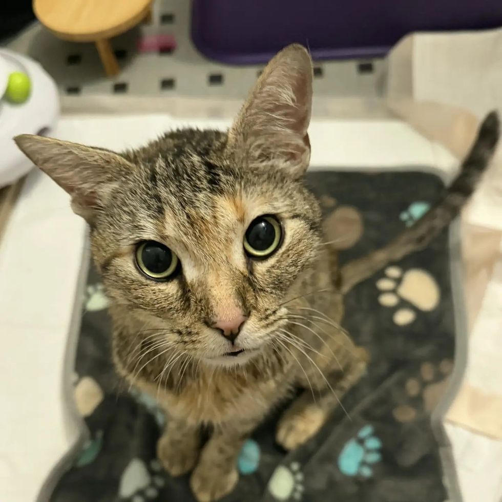 A brown tabby cat sits upright and alert, looking directly at the camera.