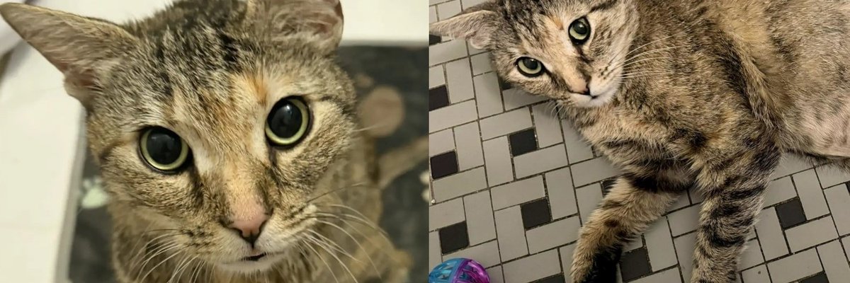 A brown tabby cat sits upright and alert, looking directly at the camera.