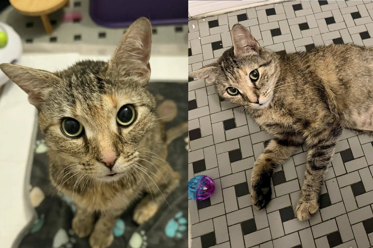 A brown tabby cat sits upright and alert, looking directly at the camera.