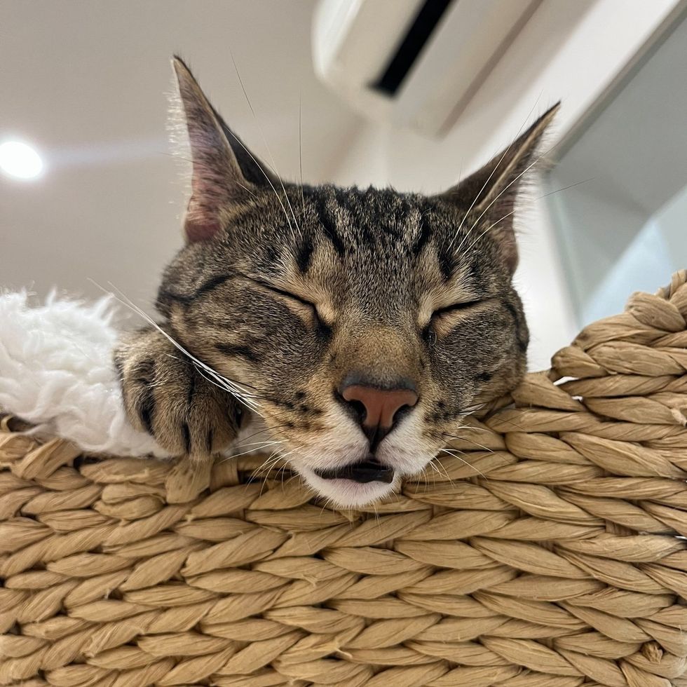 A brown tabby cat sleeps with its chin resting on the edge of a woven basket.