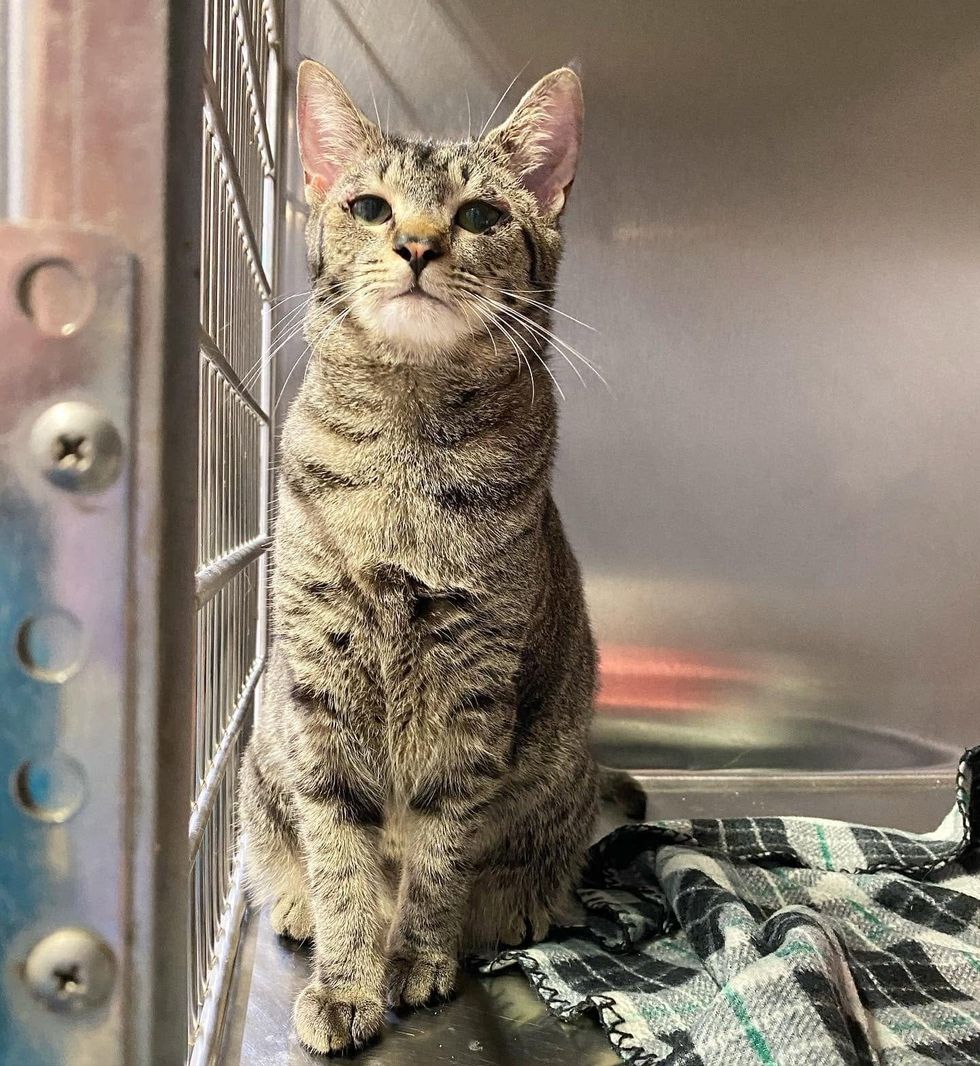 A brown tabby cat standing on a plaid blanket in a shelter enclosure.