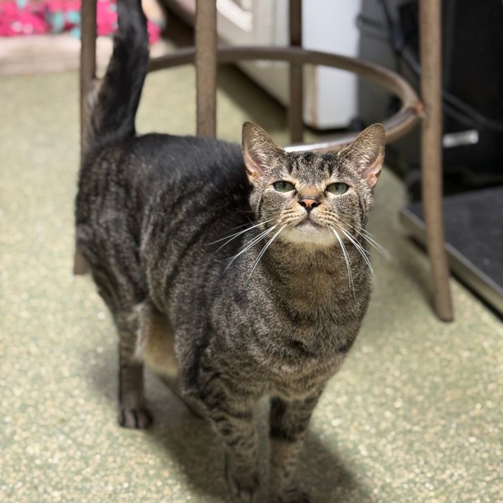 A brown tabby cat standing on a speckled floor, tail up, with a small smirk.