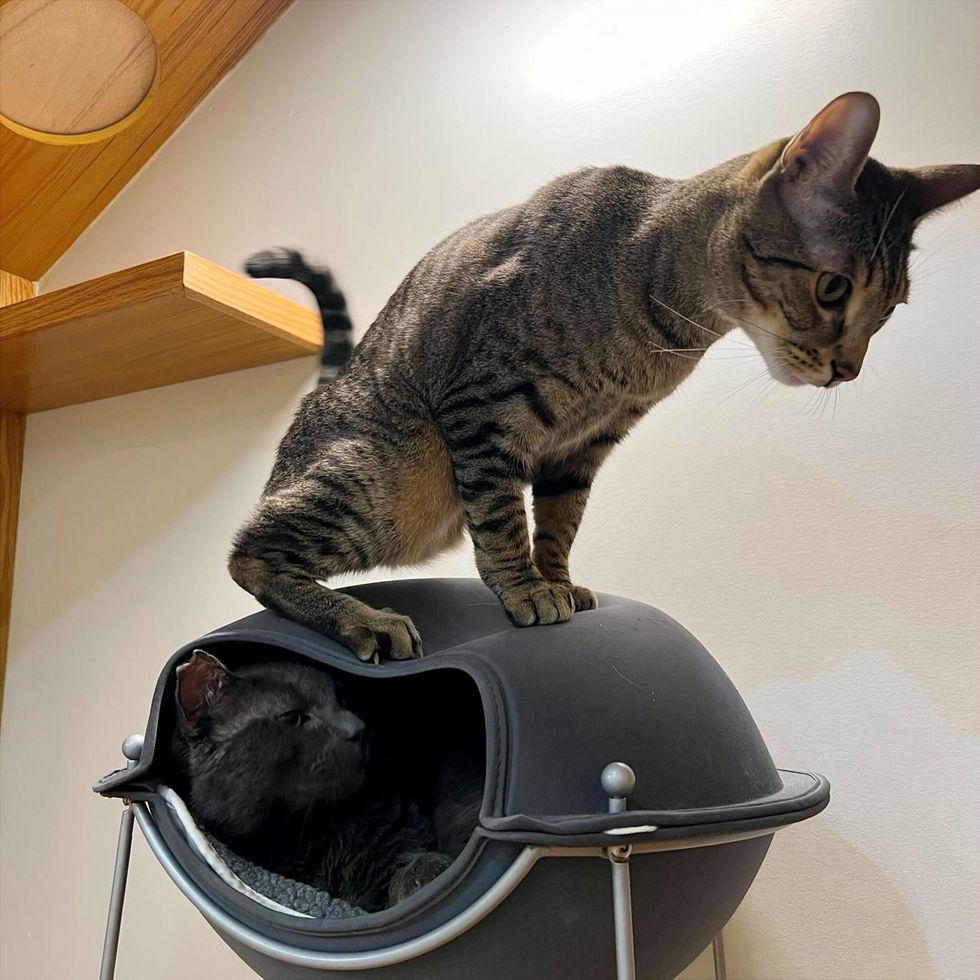 A brown tabby cat stands atop a pod-shaped cat bed where a black cat rests inside.