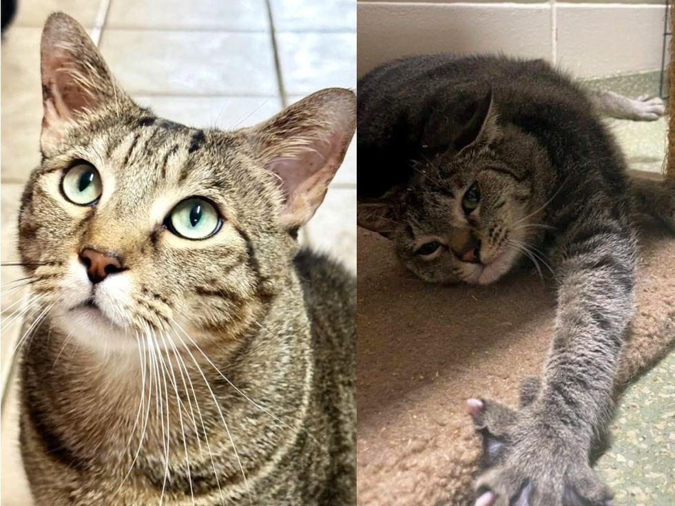 A brown tabby cat stretched out on the floor beside a scratching post.