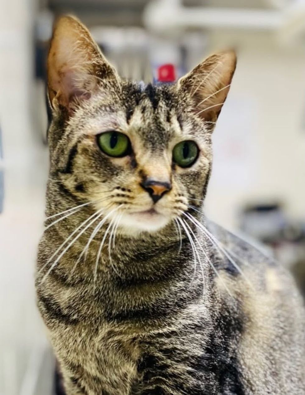 A brown tabby cat with bright green eyes sitting and looking at the camera.