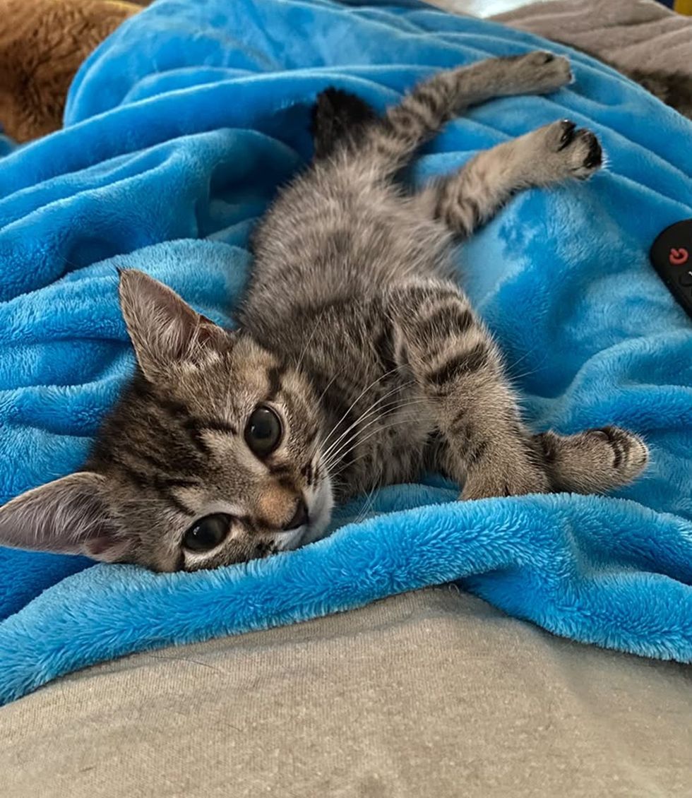 A brown tabby kitten lies on a blue blanket, stretched out and looking at the camera.