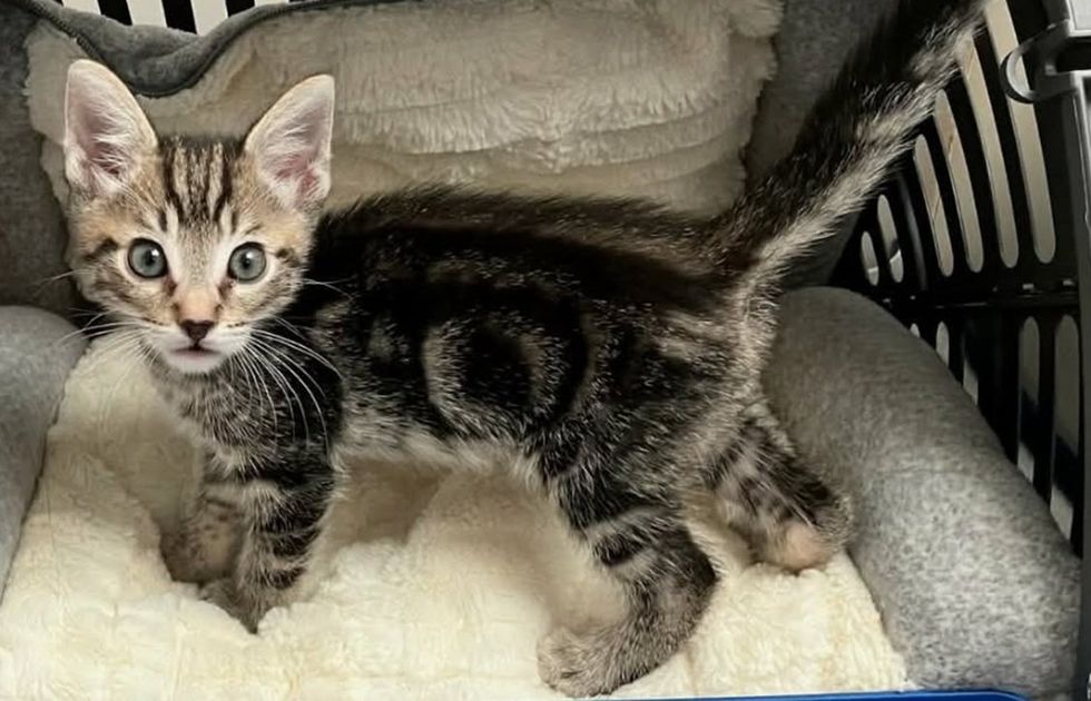 A brown tabby kitten with green eyes stands on a soft gray blanket inside a carrier, looking at the camera.