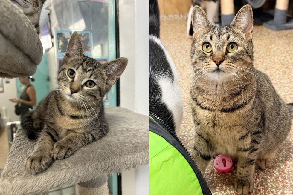A brown tabby shown twice, as a kitten on a cat tree and grown up beside a small pink ball.