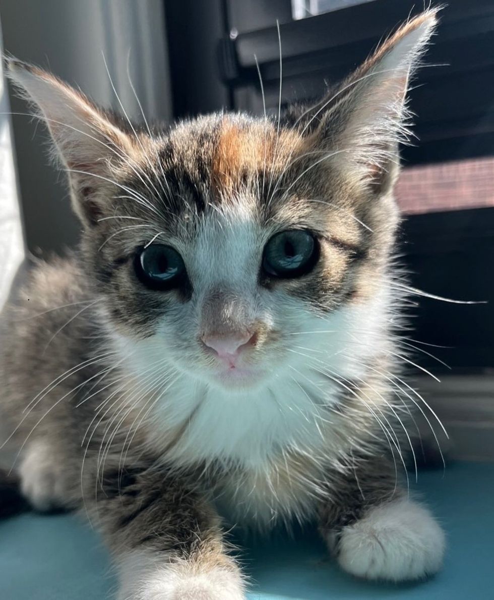 A calico and white kitten stands on a blue blanket, looking toward the camera.
