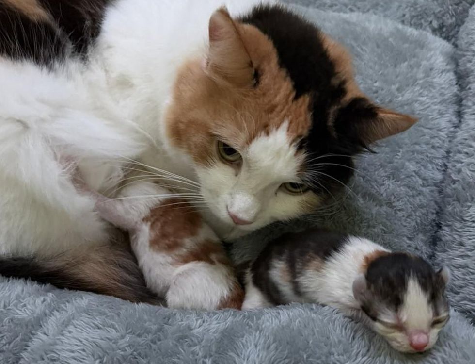 A calico cat curls around a tiny newborn kittens on a grey blanket.