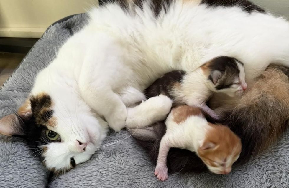 A calico cat lies on a grey blanket nursing two tiny newborn kittens.