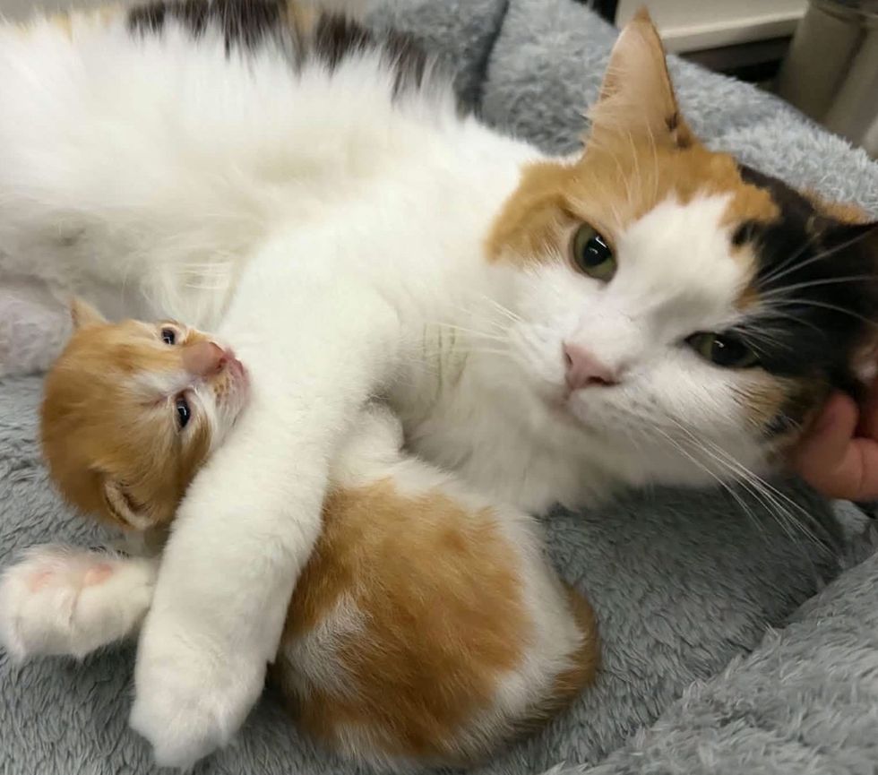 A calico cat lies with a ginger-and-white kitten tucked against her.