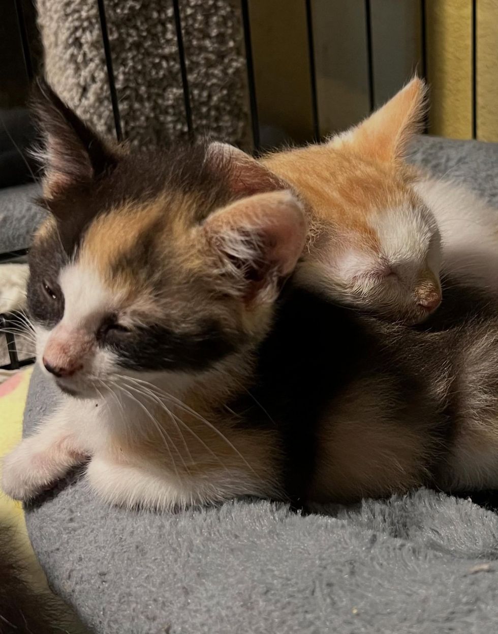A calico kitten and an orange and white kitten lying together on a gray bed.