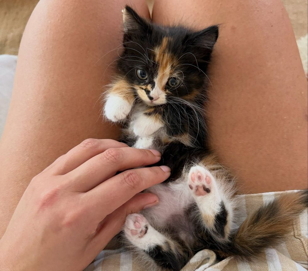 A calico kitten held belly-up in a person's lap while a hand gently pets it.