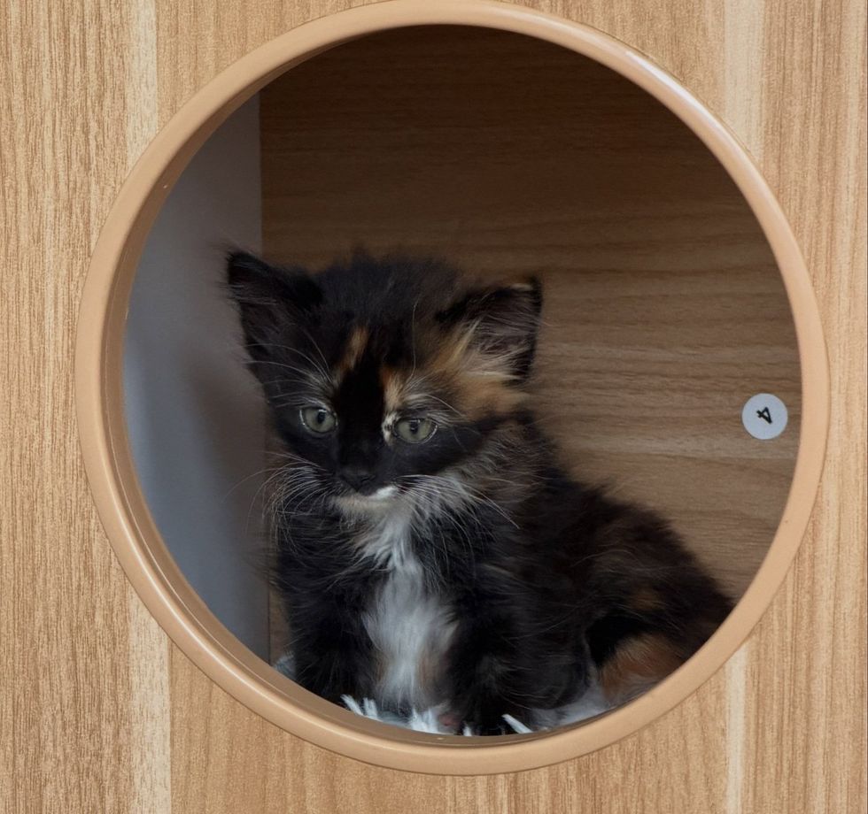 A calico kitten inside a cat box with a round hole looking out.