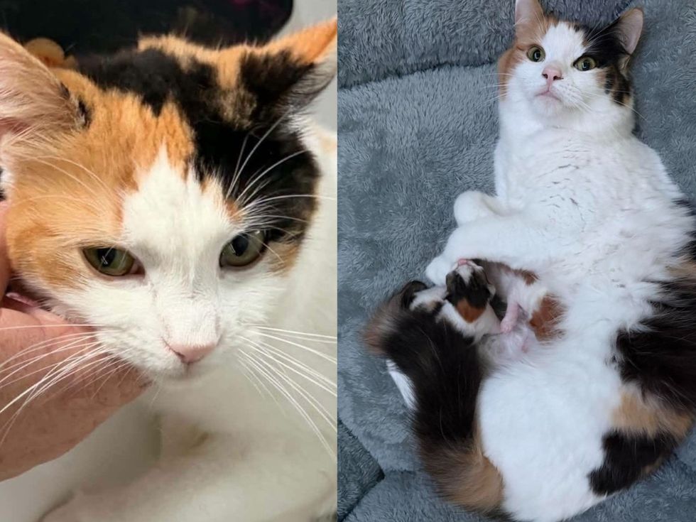 A close-up of a fluffy calico cat with orange, black, and white markings. (left) A calico cat lies with a two kittens tucked against her.. (right)