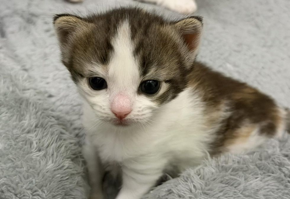 A close-up of a fluffy calico cat with white kitten with black and brown top markings.