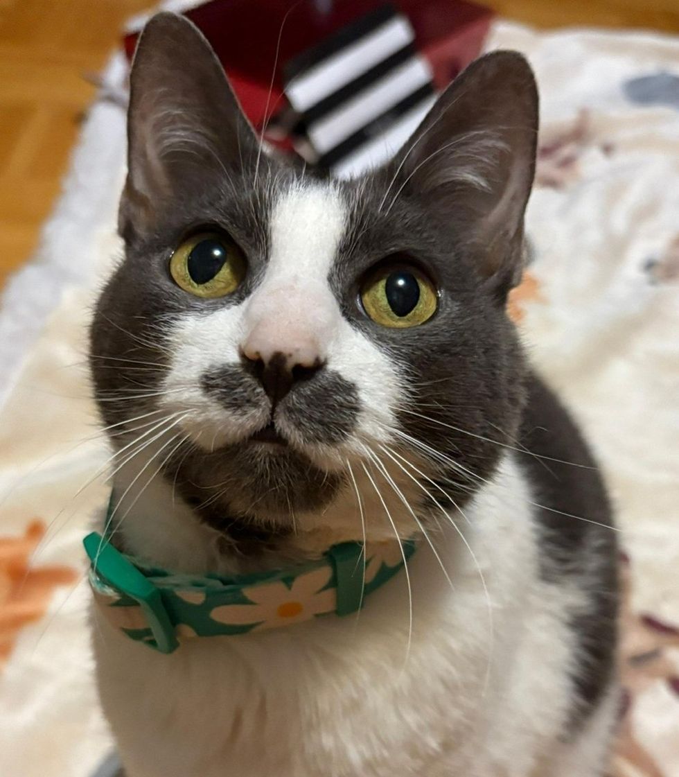 A close-up of a gray and white cat wearing a green daisy collar, looking up.