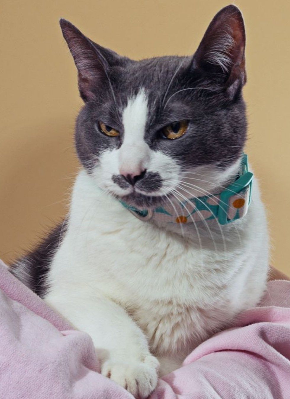 A close-up of a gray and white cat with a gray mustache against a tan backdrop.
