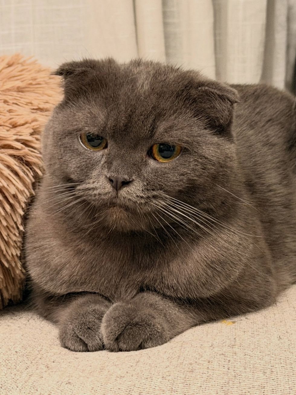 A close-up of a gray cat with folded ears resting on a desk.