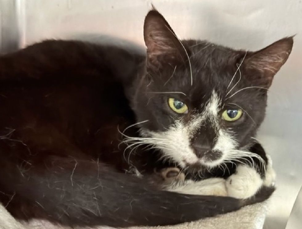 A close-up of a tuxedo cat curled up, green eyes on the camera.