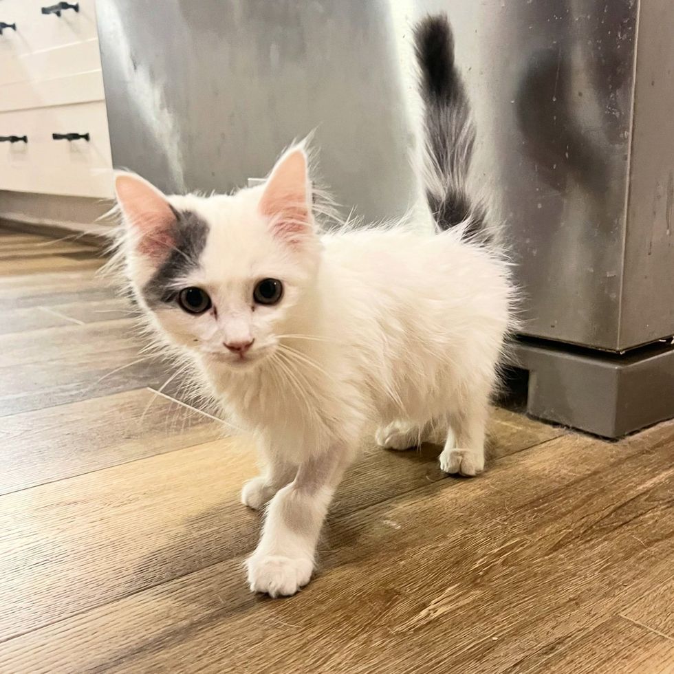 A close-up of a white and gray kitten with large eyes looking at camera next to fridge.