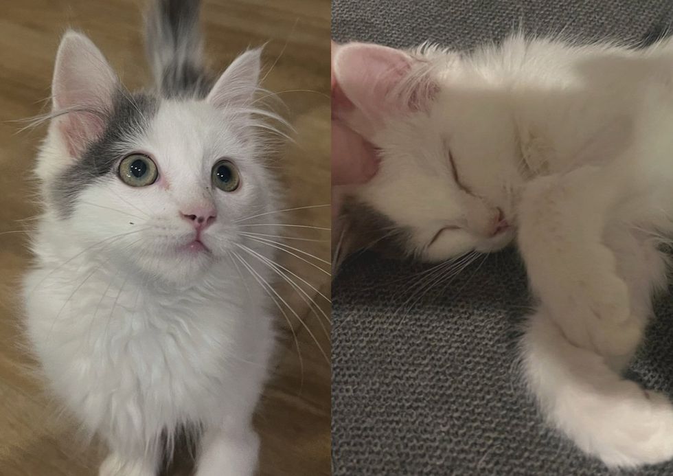A close-up of a white and gray kitten with large green eyes looking up. (left) A white kitten sleeps, relaxed and content. (right)