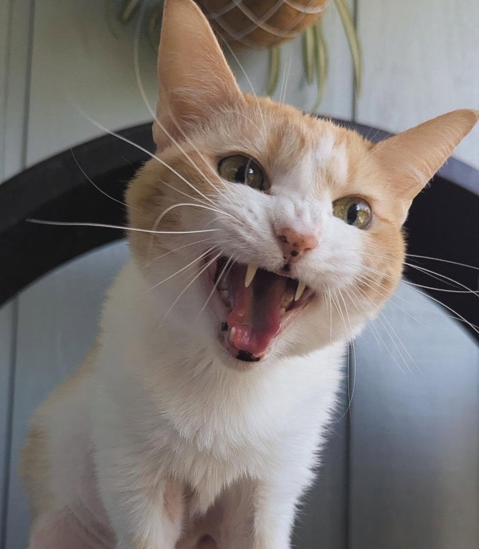A close-up of an orange and white cat with its mouth wide open, whiskers fanned out.