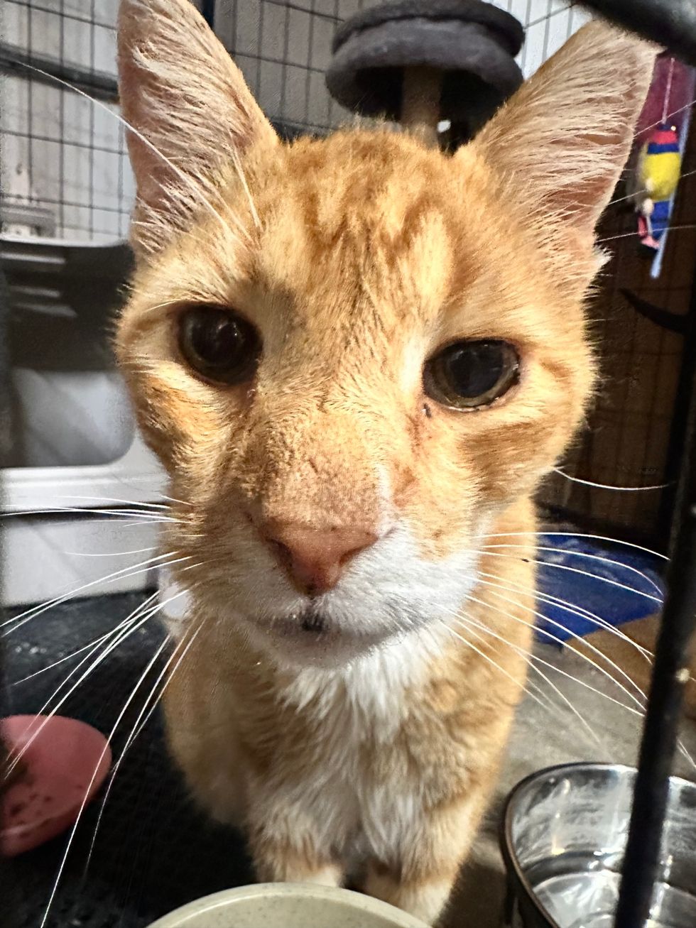 A close-up of an orange tabby cat's face, whiskers spread wide, looking at the camera.