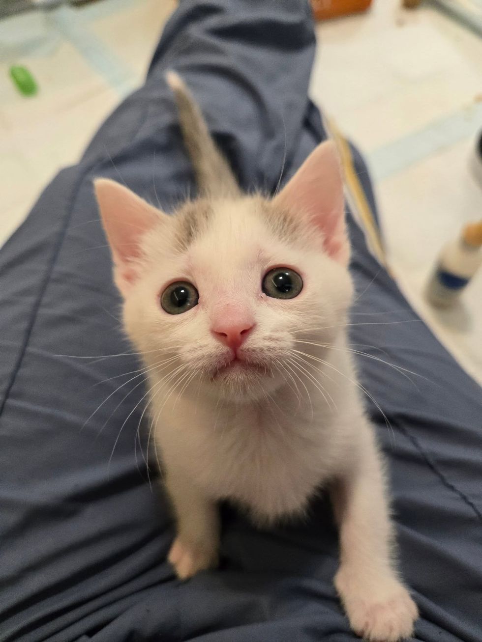 A cream-and-white kitten sitting on a person's lap, staring up at the camera.