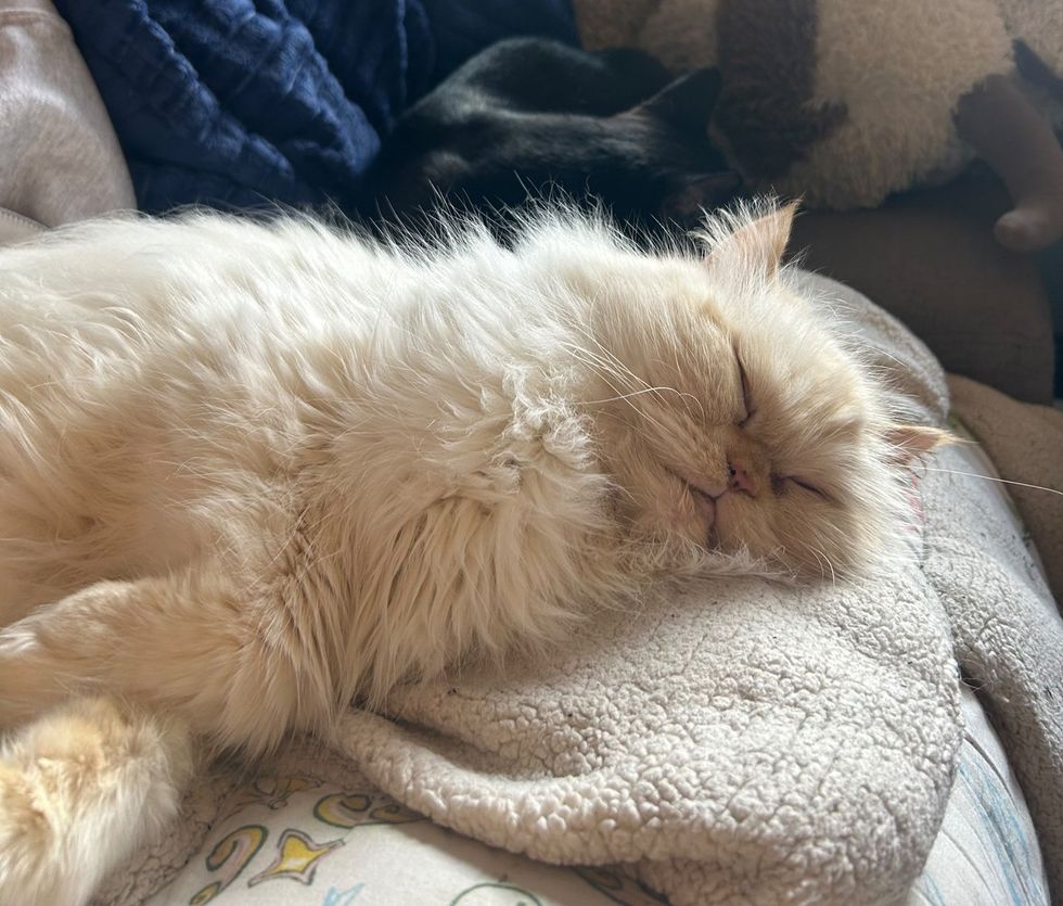 A cream Persian cat lounges on the floor with a thoughtful, grumpy-sweet expression.